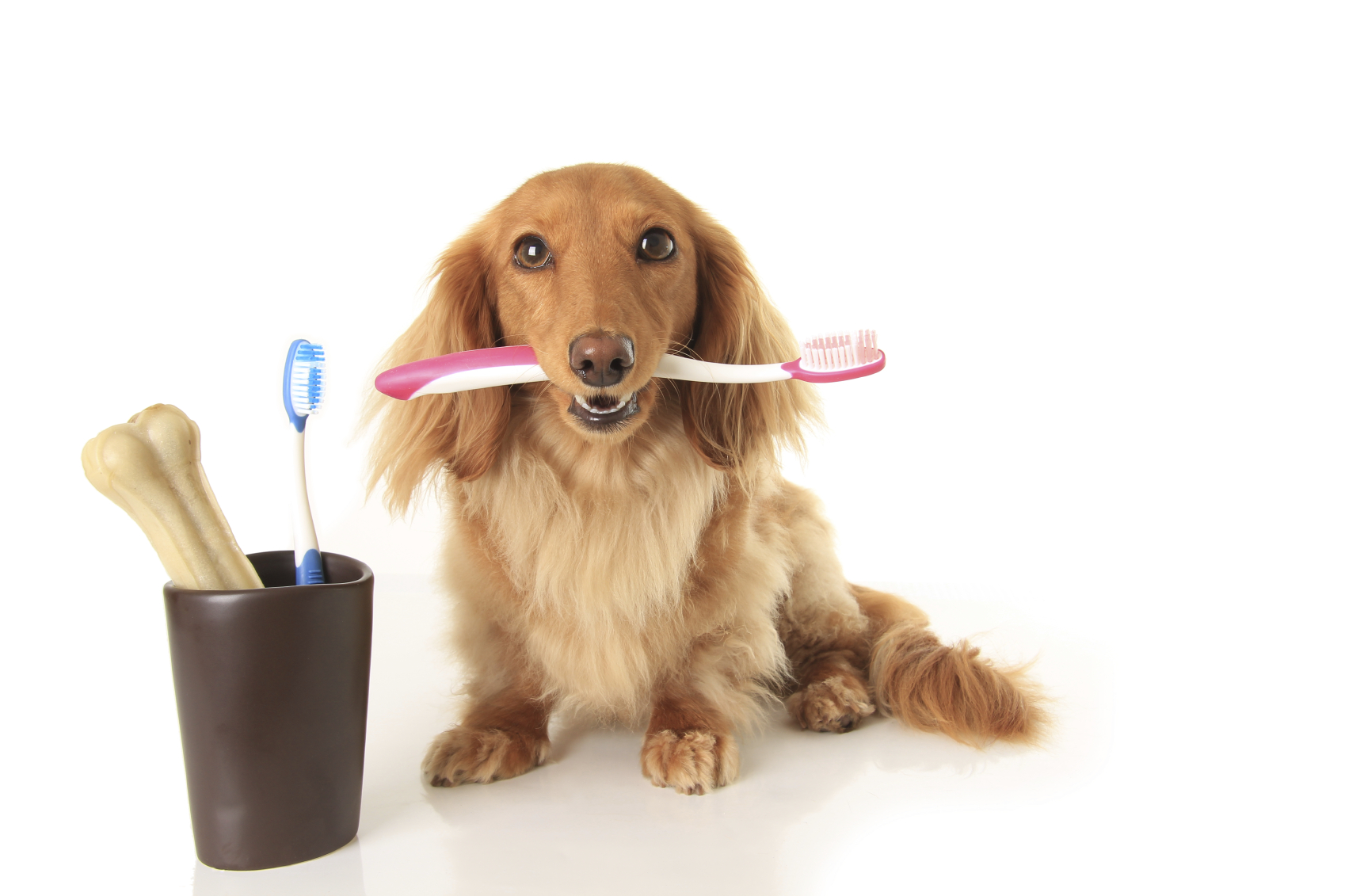 Higiene dental