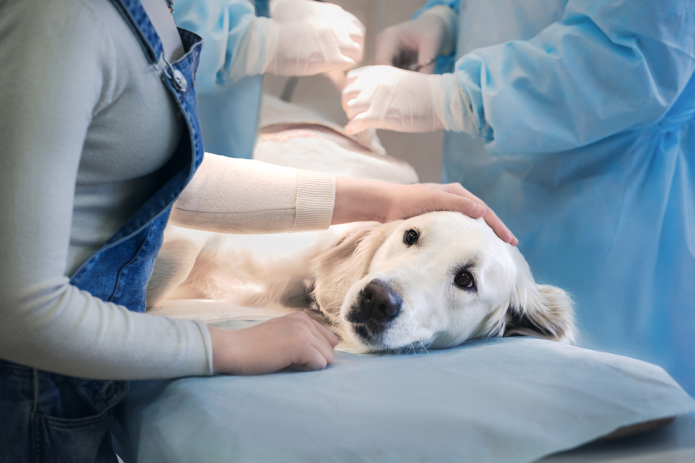 Emergência veterinária