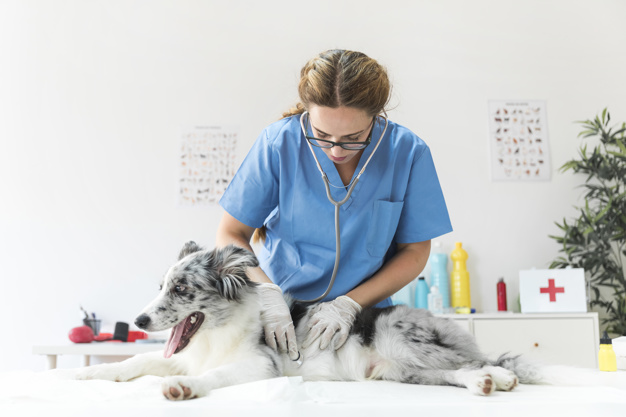 Veterinário examinando pet