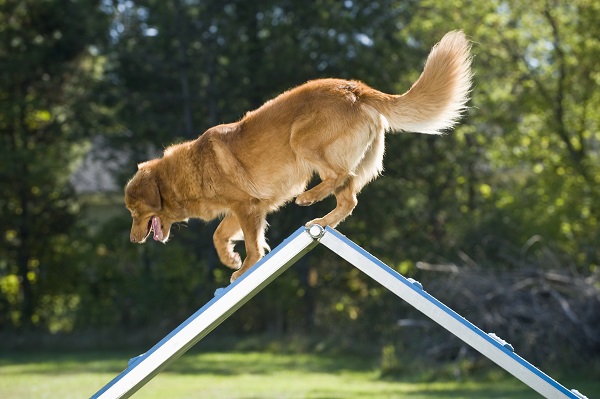 Exercícios para pets