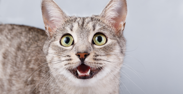 Comportamento felino